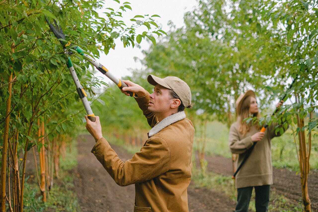 Best Arborist Services Near Me  in Deerfield Beach, FL